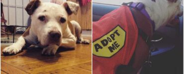Pitbull cerca una famiglia che lo adotti