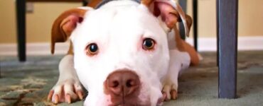 Pitbull che ha vissuto in canile, trova finalmente una famiglia