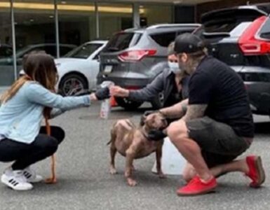 Pitbull perso 4 anni fa, l'incontro del ritrovamento