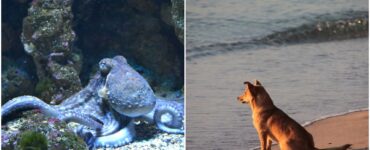 Polpo trascina il cane in fondo al mare
