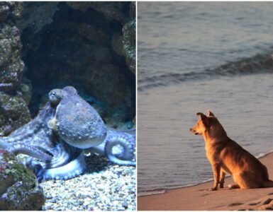 Polpo trascina il cane in fondo al mare