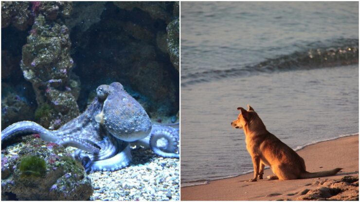 Polpo trascina il cane in fondo al mare