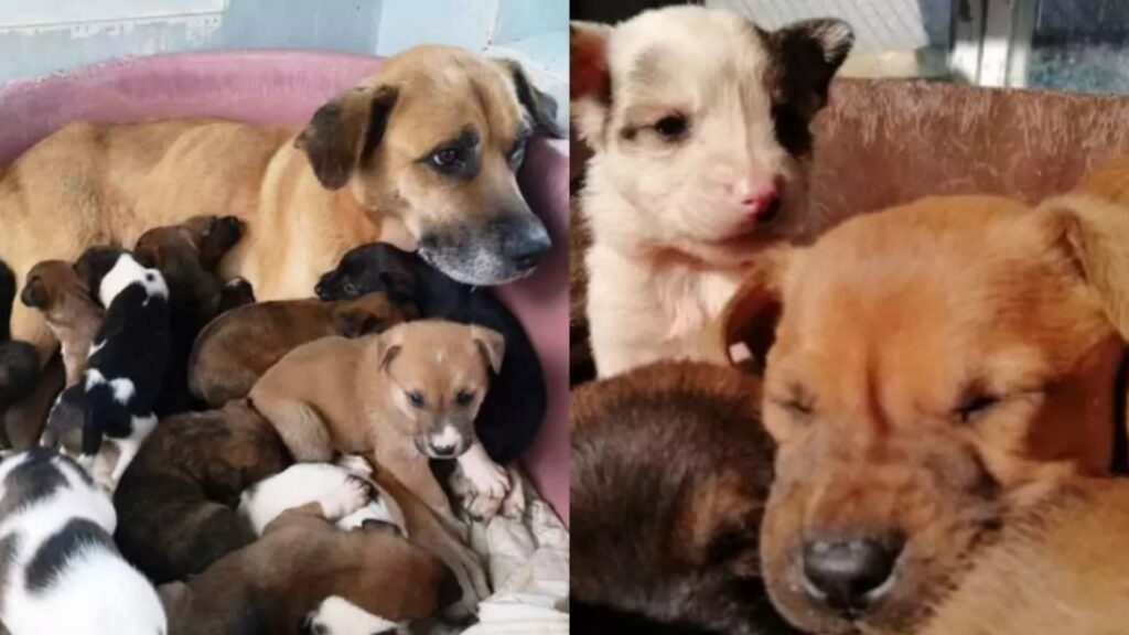 Pompieri salvano la cagnolina con i suoi cuccioli