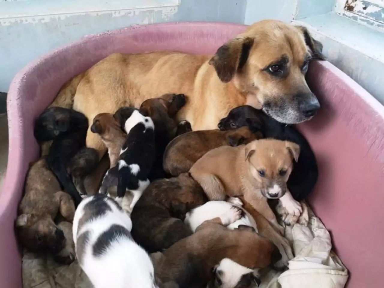 Pompieri salvano la cagnolina con i suoi cuccioli