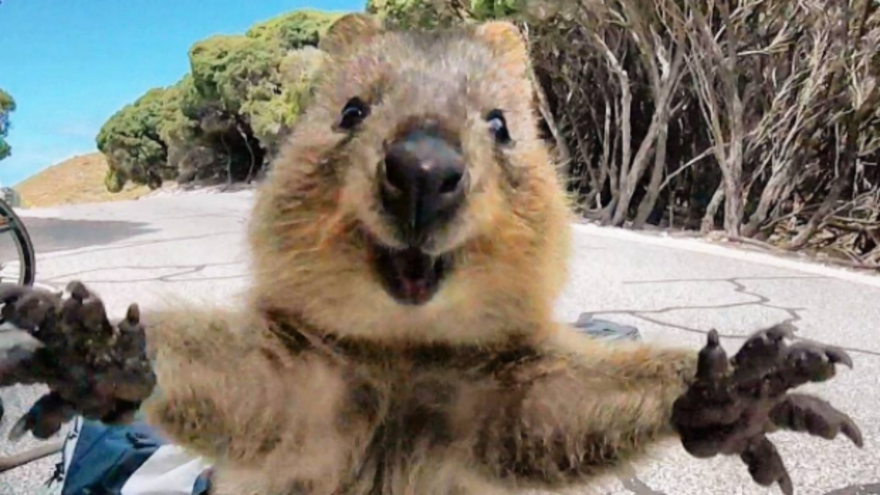 Quokka sorride