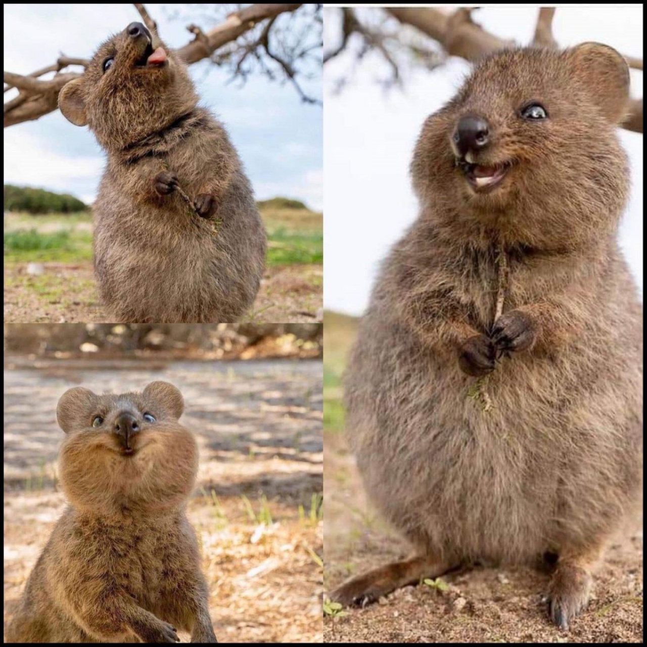 Quokka nel suo ambiente