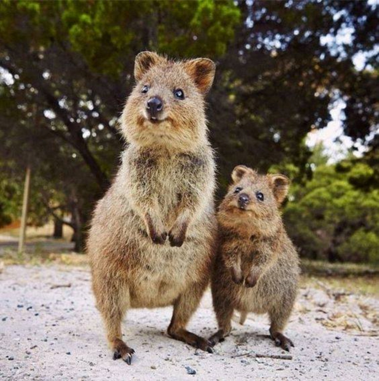 Quokka e il suo piccolo