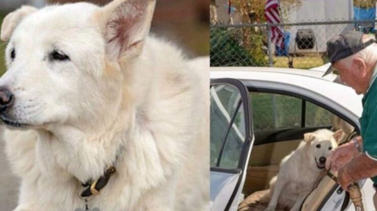 Sam è un pastore svizzero bianco adottato da un veterano