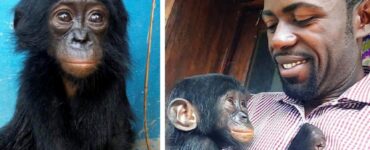 Scimpanzè guarda l'uomo che le ha salvato la vita