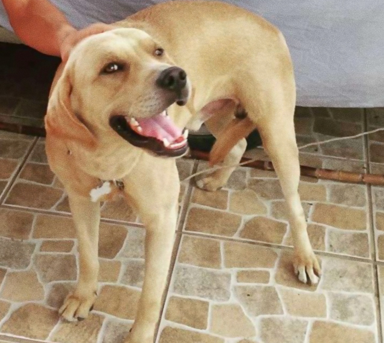 Pappagallo viene salvato da un cagnolino