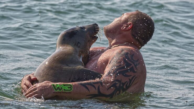 La foca Sammy è molto socievole e amica degli umani