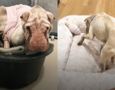 Shar Pei sottopeso