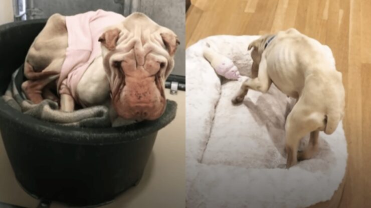 Shar Pei sottopeso