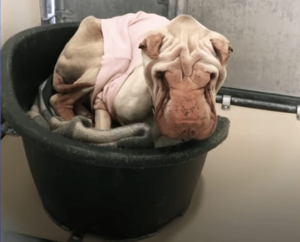 Shar Pei sottopeso