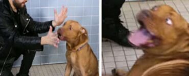 Spettacoli di magia per i cani adottabili di un rifugio