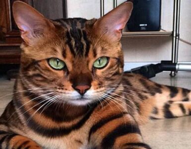Thor gatto