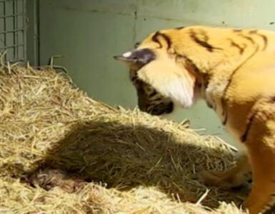 Tigre osserva i suoi cuccioli