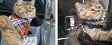 La gattina Tora ha visitato 43 stati dell'USA
