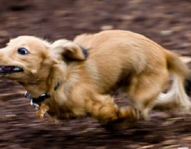 Turbo-mode: il cane corre all'impazzata