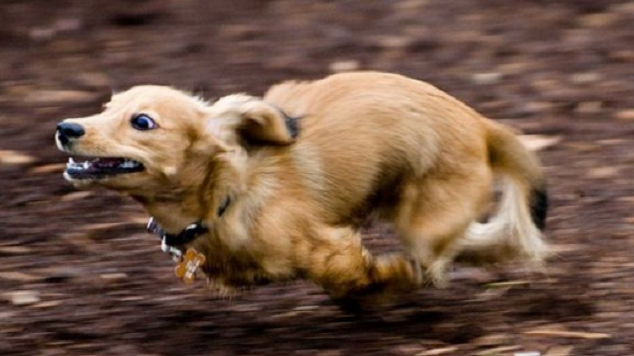 Turbo-mode: il cane corre all'impazzata