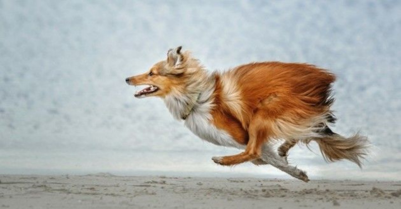 Turbo-mode: il cane corre all'impazzata