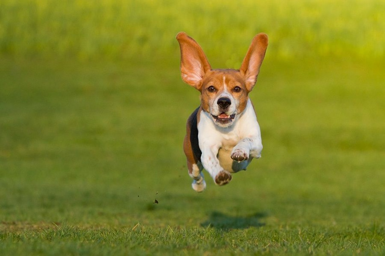 Turbo-mode: il cane corre all'impazzata