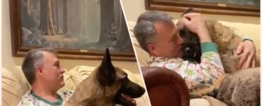 Turko, il cane che ha ricominciato a fidarsi degli uomini