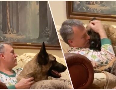 Turko, il cane che ha ricominciato a fidarsi degli uomini
