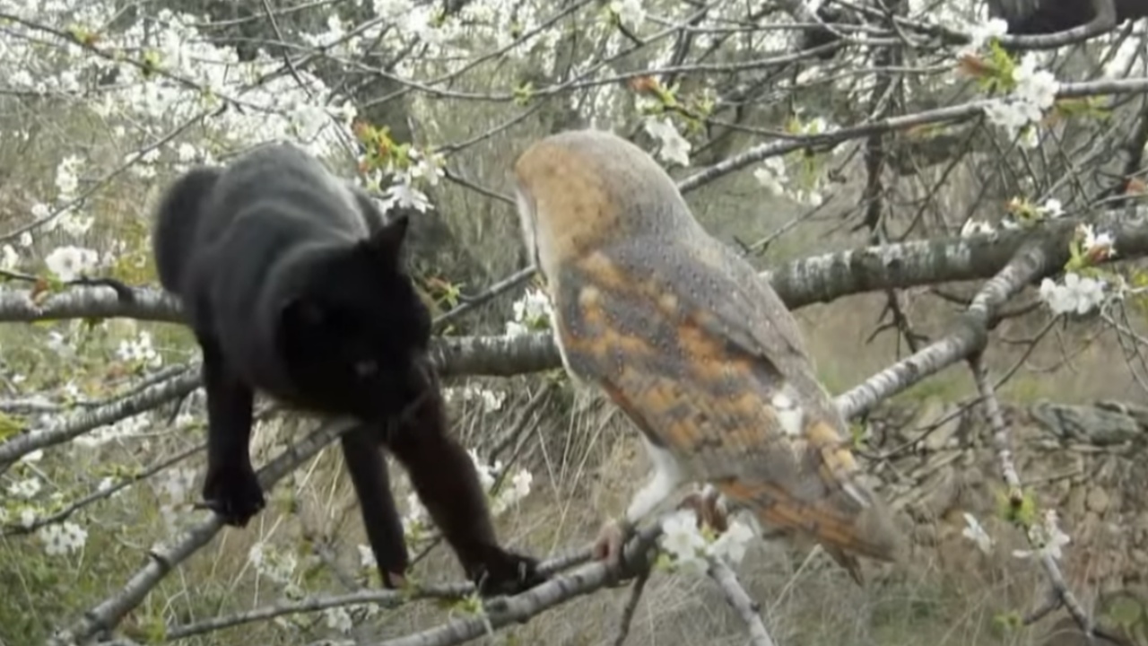 Un gatto ed un gufo fanno amicizia: un'incredibile storia