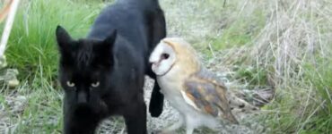 Un gatto ed un gufo fanno amicizia: un'incredibile storia