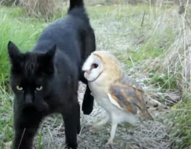 Un gatto ed un gufo fanno amicizia: un'incredibile storia