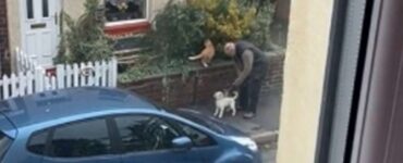 L'incontro tra un cane ed un gatto