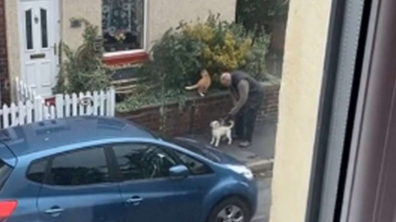 L'incontro tra un cane ed un gatto