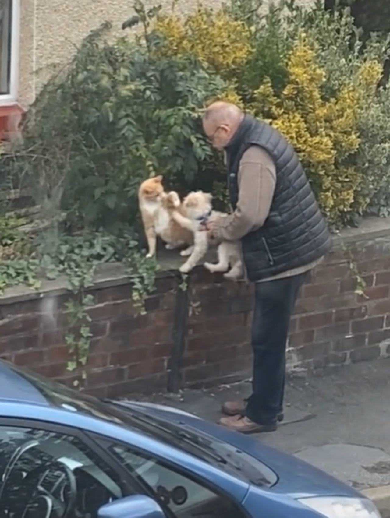 L'incontro tra un cane ed un gatto