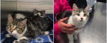 Una famiglia acquista una nuova casa e ci trova dentro dei gattini