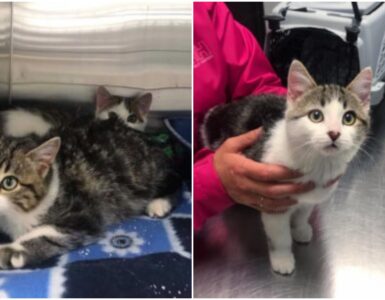 Una famiglia acquista una nuova casa e ci trova dentro dei gattini