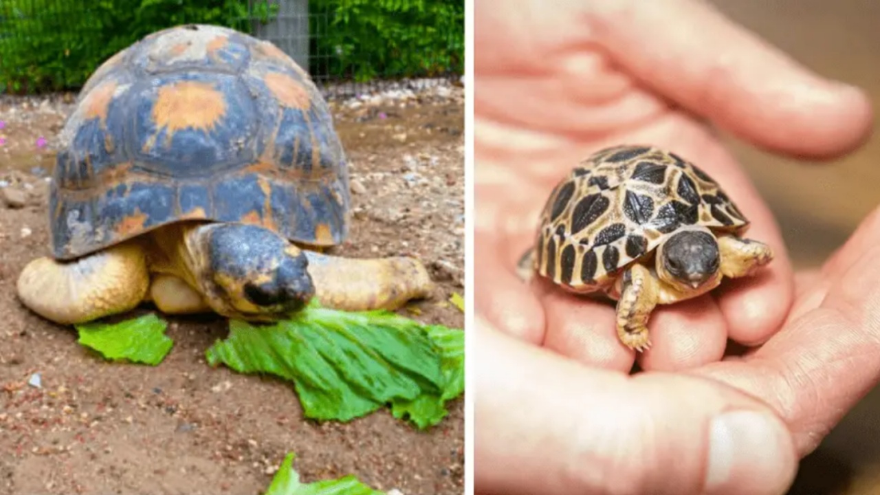 Una tartaruga diventa padre a 90anni per la prima volta