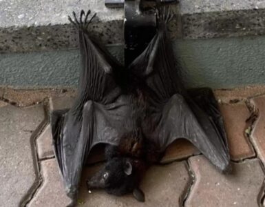 Uomo cattura un pipistrello sul bordo del marciapiede