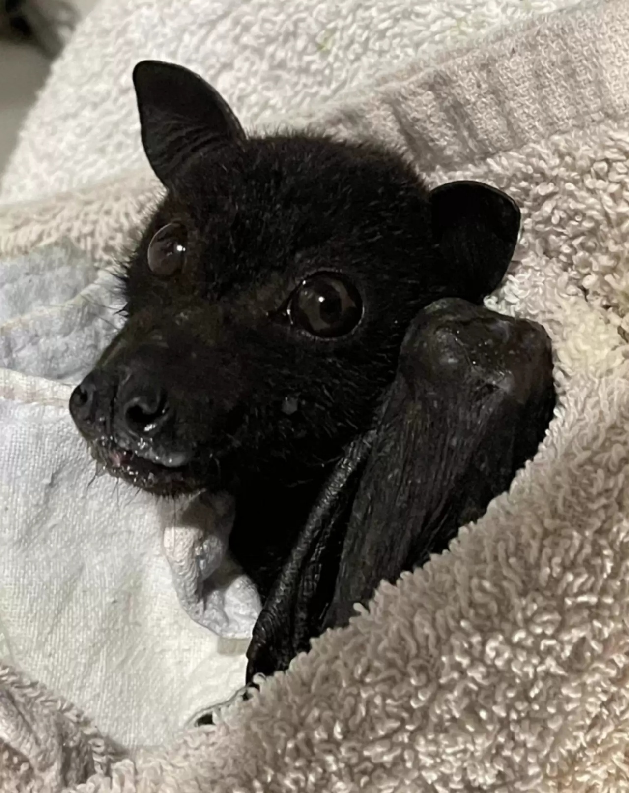 Uomo cattura un pipistrello sul bordo del marciapiede