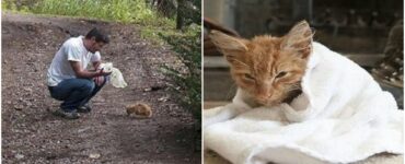 Uomo trova un gattino nel bosco e gli salva la vita