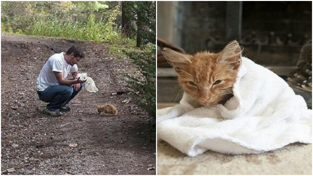 Uomo trova un gattino nel bosco e gli salva la vita