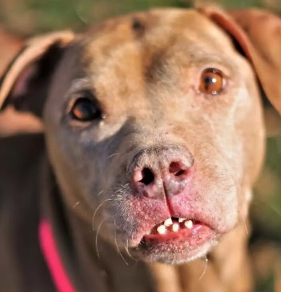 cane sorridente