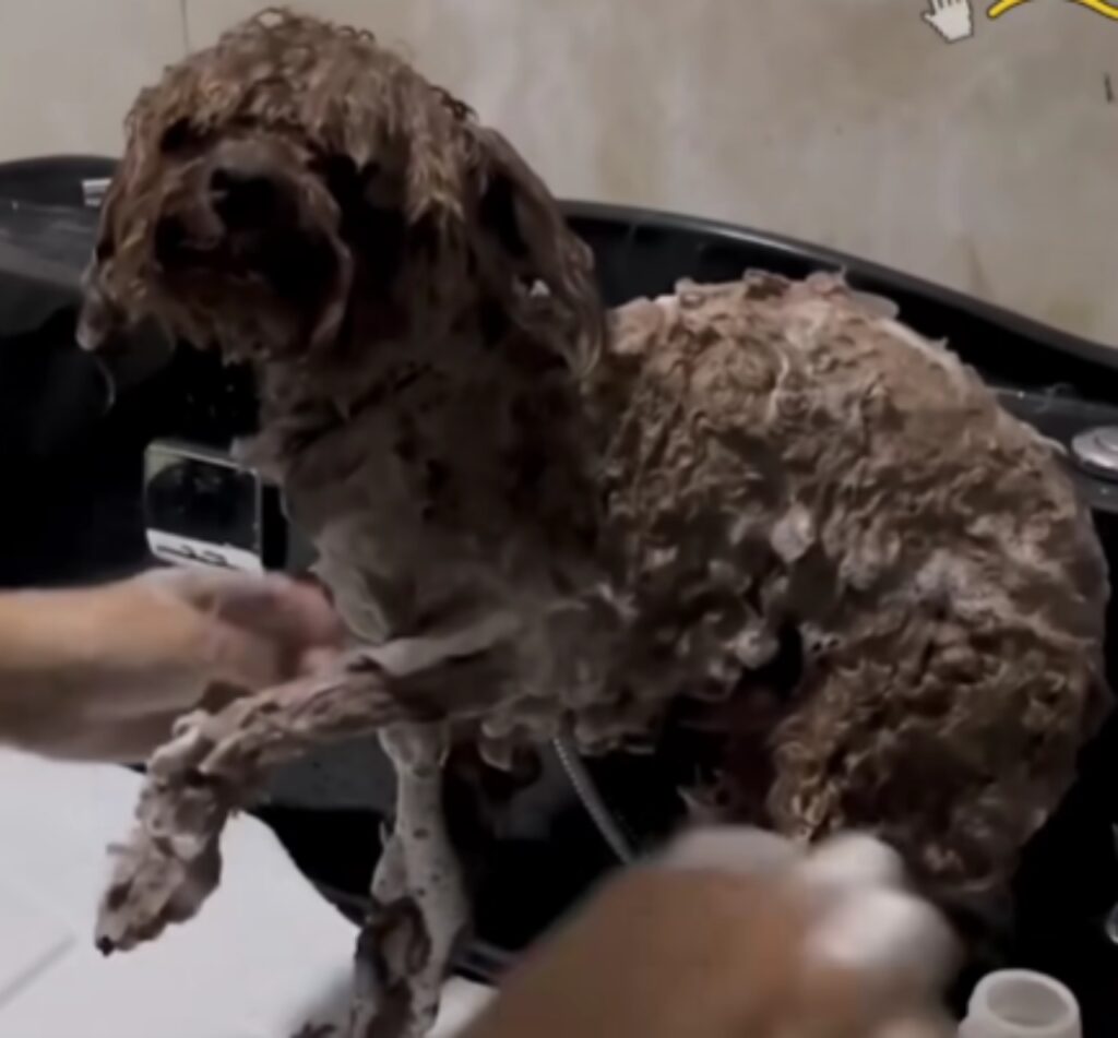 cane viene lavato