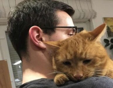 animali affettuosi micio