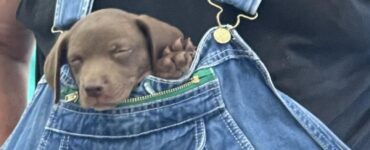 Momenti di dolcezza degli animali