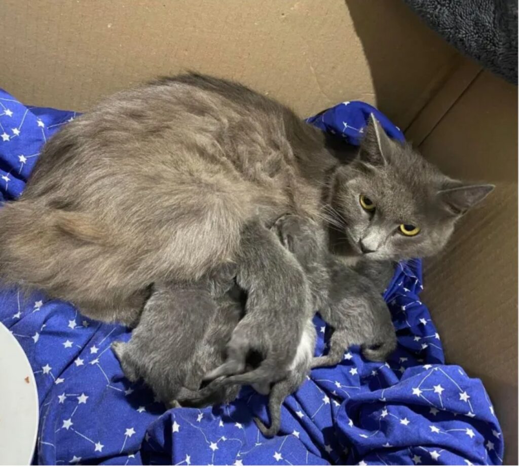 aurora la mamma gatta sopravvissuta in una discarica