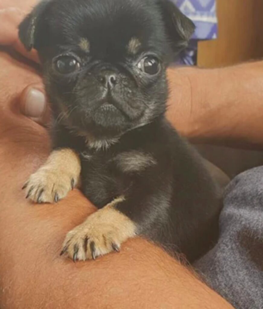 bobby il cucciolo trovato dentro una busta di plastica