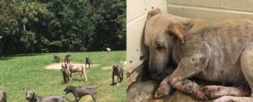 branco di cani maltrattato