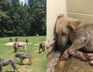 branco di cani maltrattato