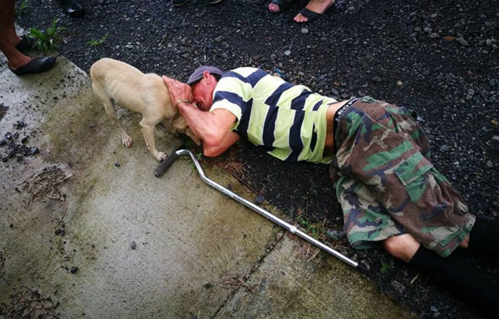 cagnolina fedele cerca aiuto